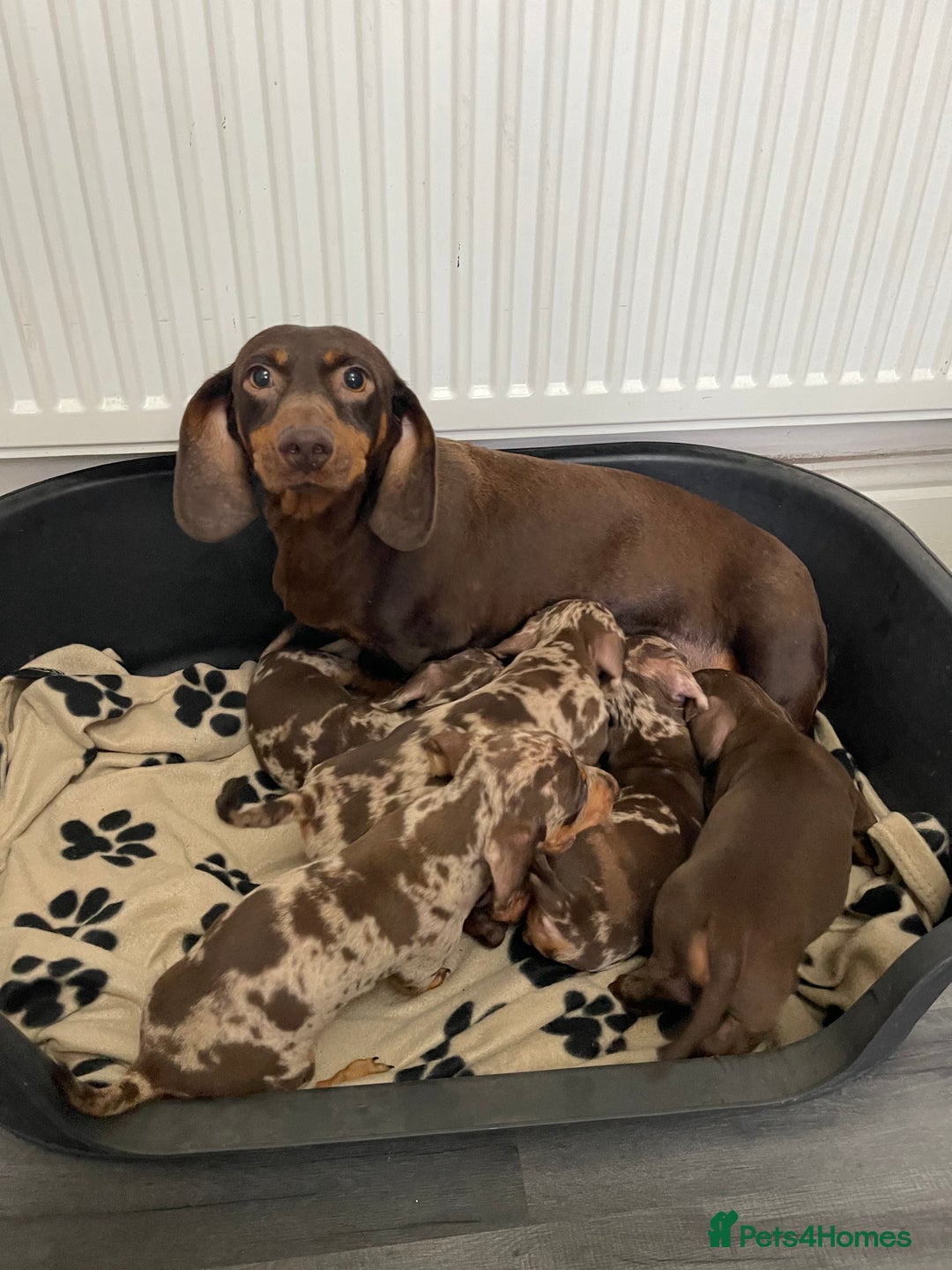 Dachshund dogs for sale: Miniature Dachshund puppies  - Image 12