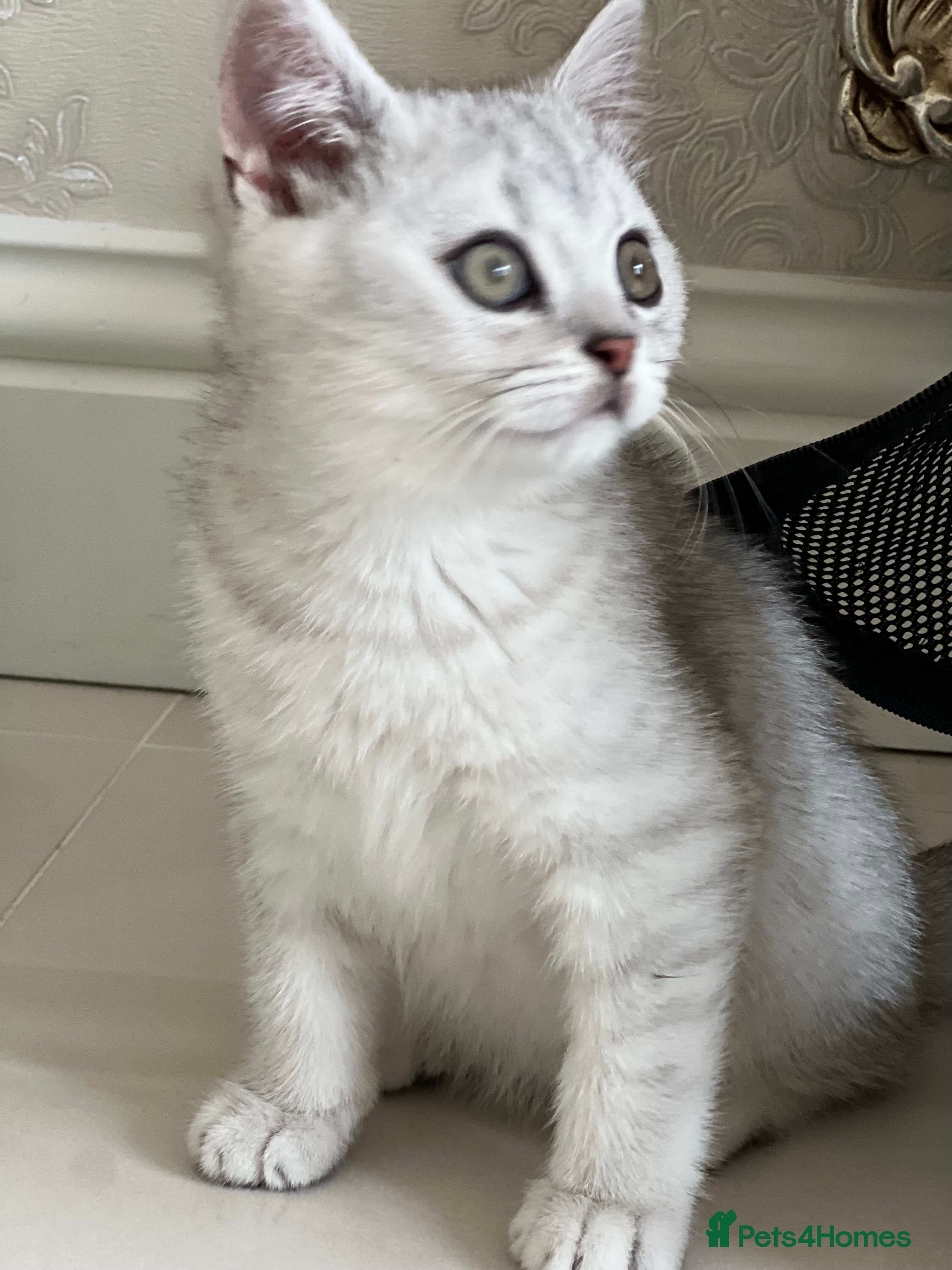 British Shorthair cats for sale: Male British short hair kitten - Advert 1