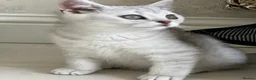 British Shorthair cats for sale: Male British short hair kitten - Advert 1