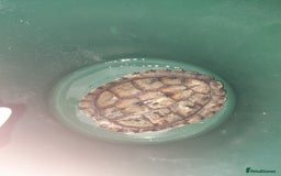Turtle reptiles for sale: Free mississippi turtle  - Image 1