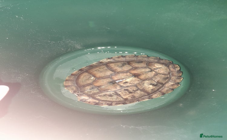 Turtle reptiles - Advert 6