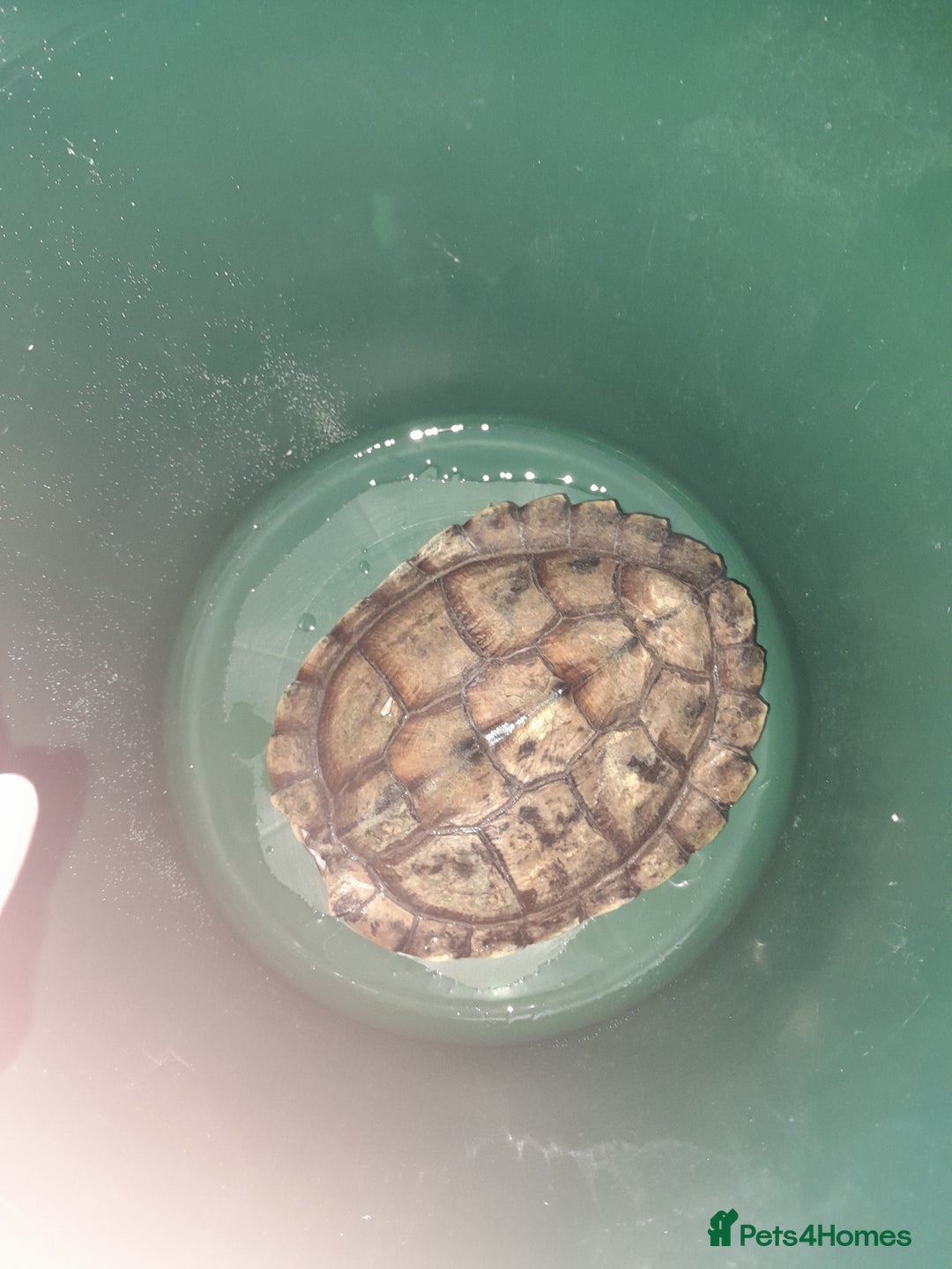 Turtle reptiles for sale: Free mississippi turtle  - Image 1