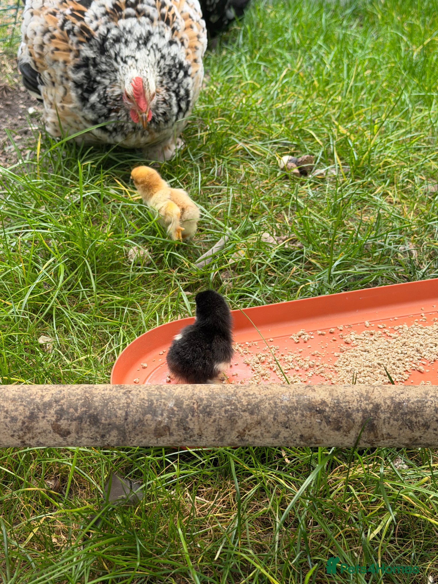 Chickens poultry 2x pekin chickens and 1 x white Sussex - Advert 1