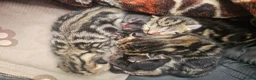 Mixed Breed cats for sale: Stunning Bombay Cross Kittens – Trained & Playful - Advert 33