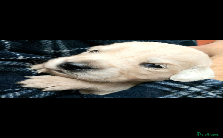 Golden Retriever dogs - Advert 10