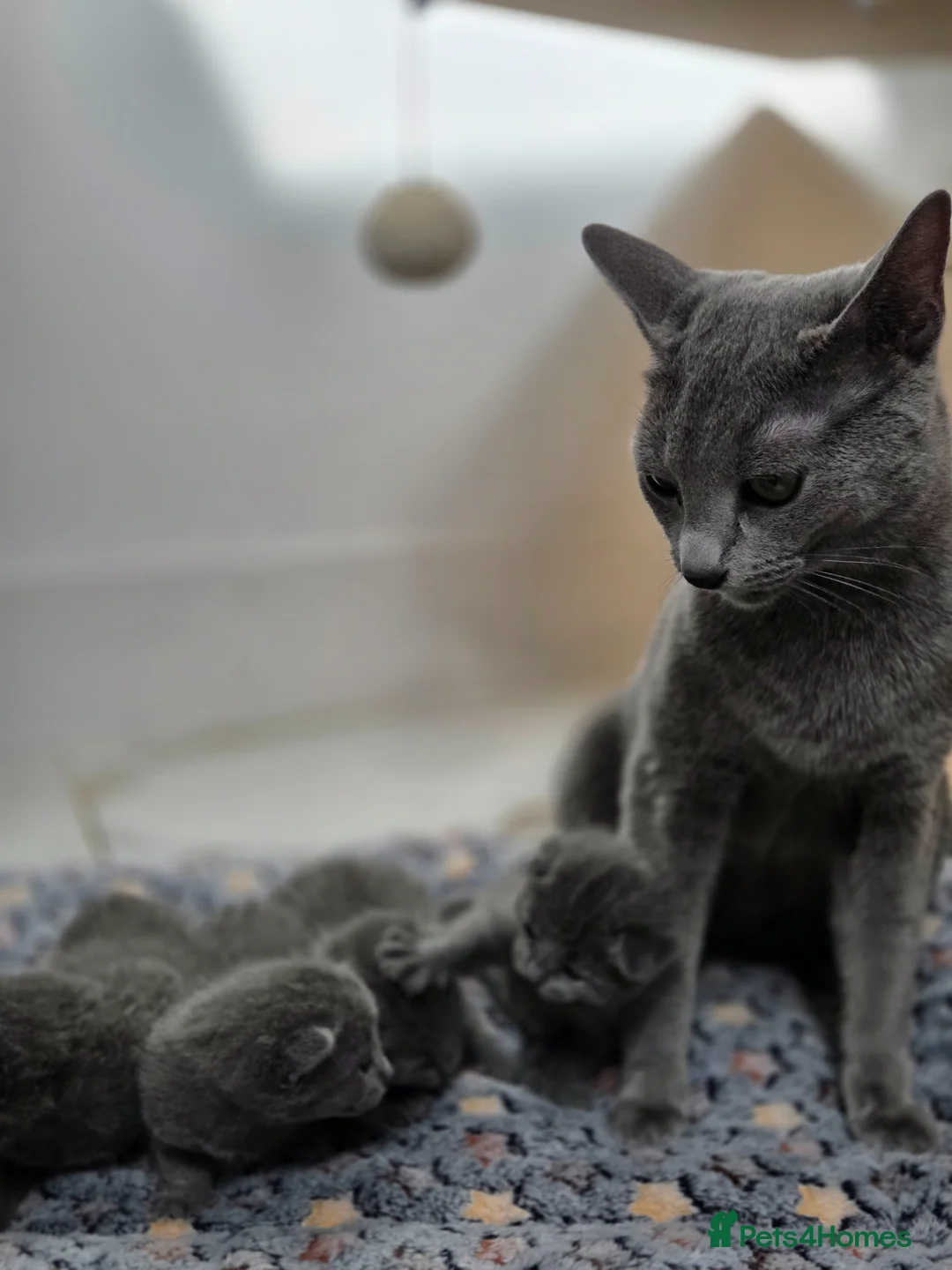 Russian Blue cats for sale: 💙 Russian Blue Kittens – TICA Registered 💙 - Advert 2
