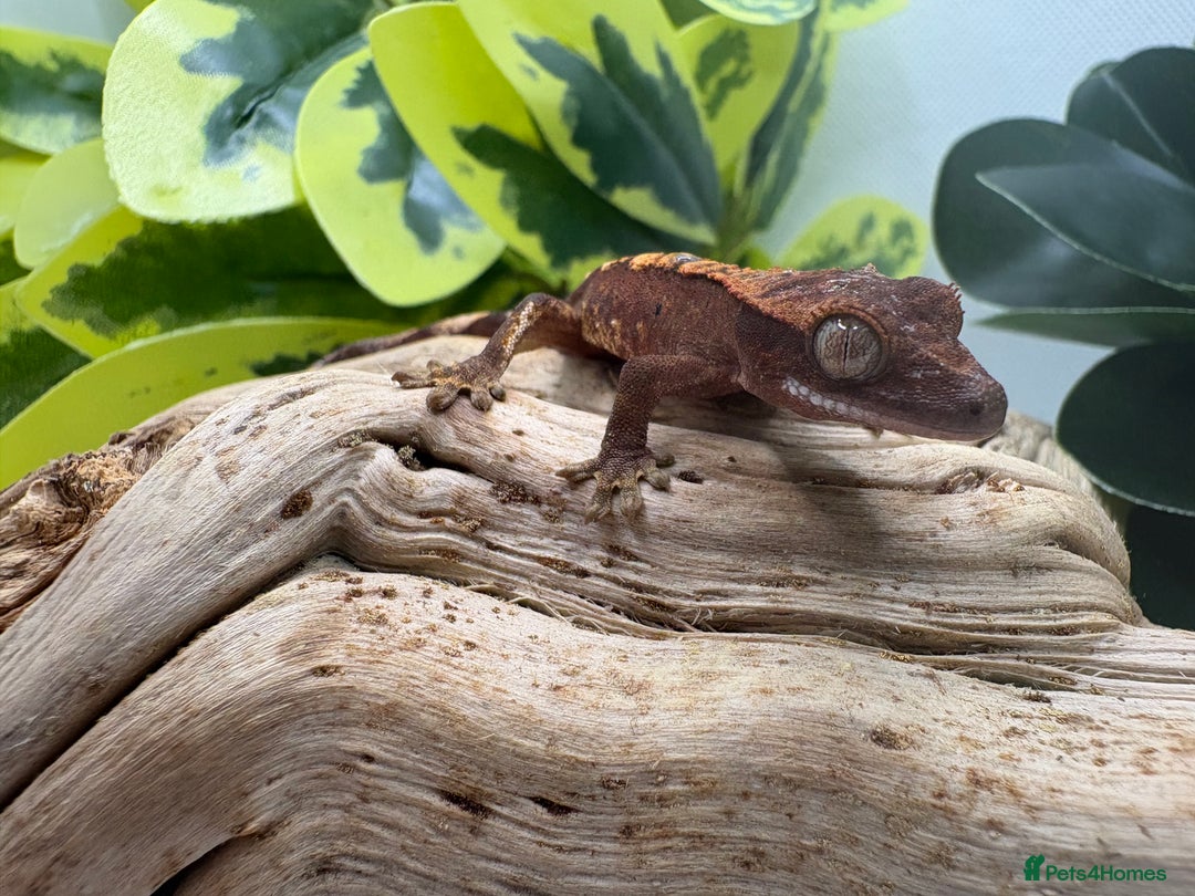 Gecko reptiles for sale: Crested Gecko Babies - Advert 5