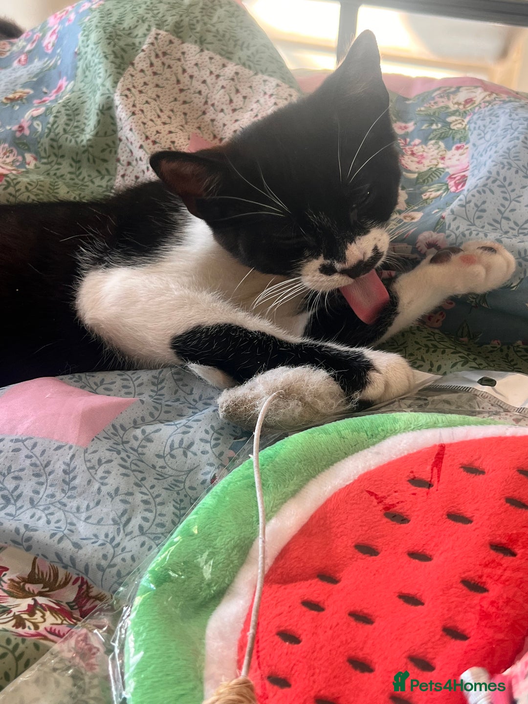 British Shorthair cats for sale: Adorable Male Black and White Kitten - Image 14