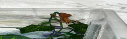 Gecko reptiles for sale: Four baby crested geckos  - Advert 8