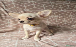 Chihuahua dogs for sale: 3 Handsome (KC) Chihuahua boys left (New photos) - Image 7