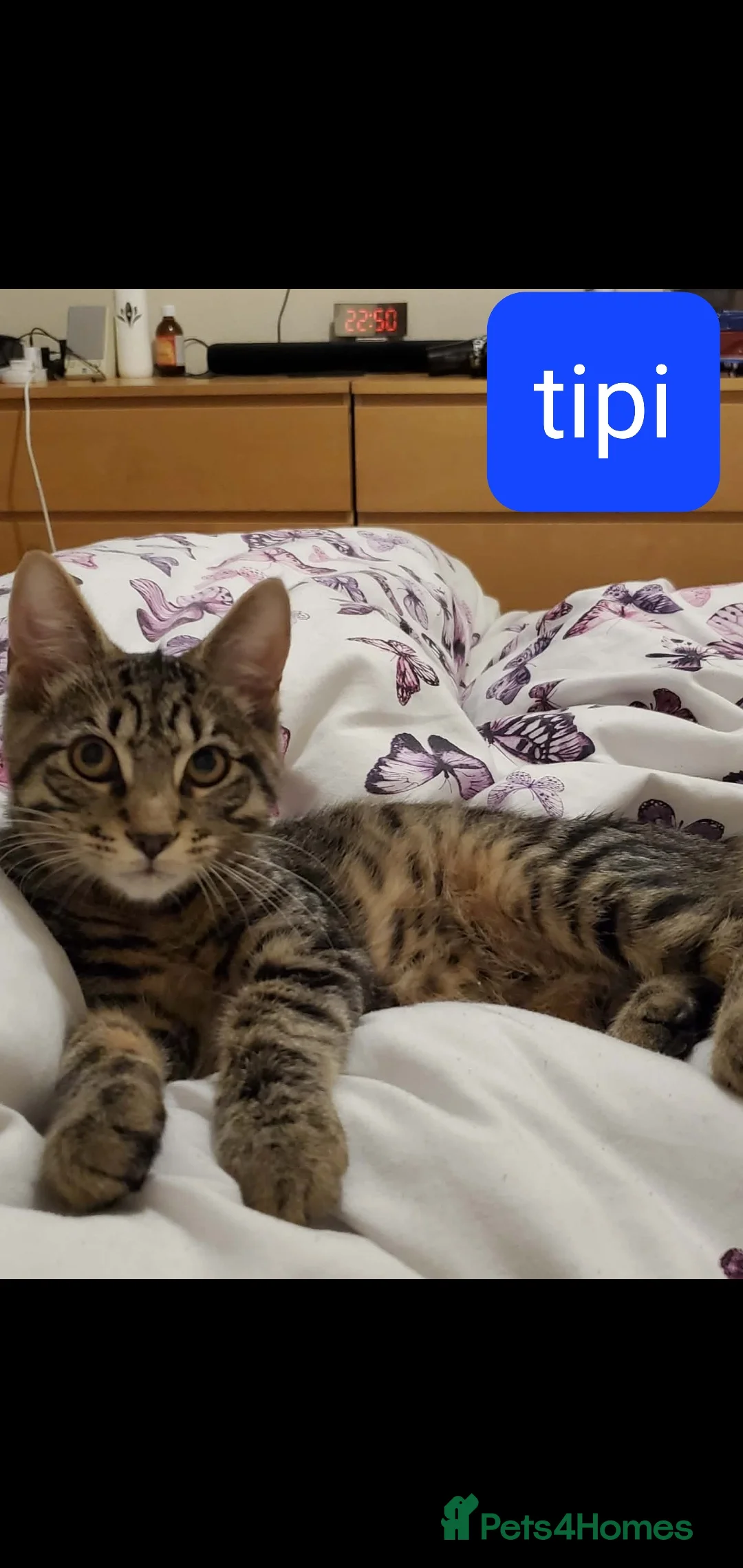 European cats for sale: For Sale tipi - Advert 3