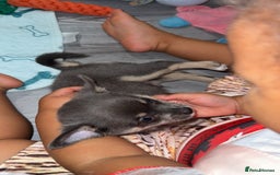 Chihuahua dogs for sale: ONE MALE LEFT READY FROM 3rd September - Image 4