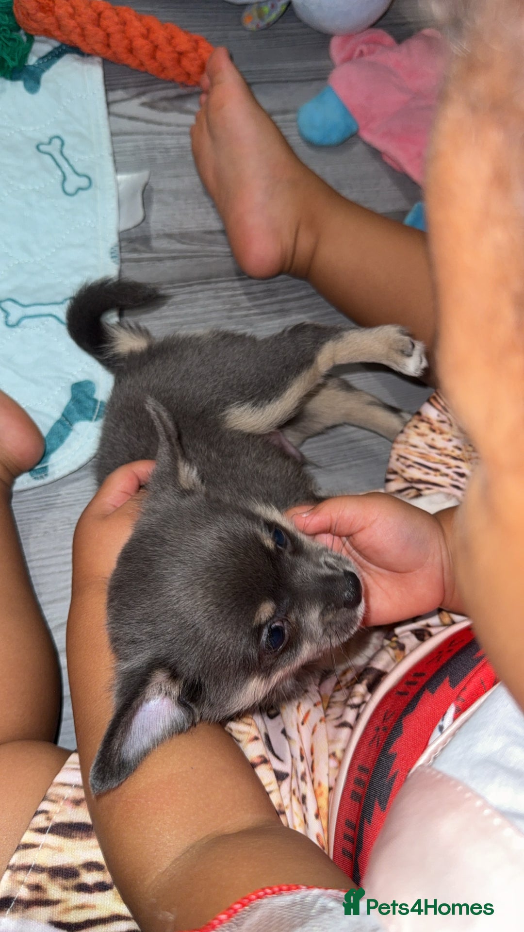 Chihuahua dogs for sale: ONE MALE LEFT READY FROM 3rd September - Image 4