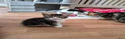 Mixed Breed cats for sale: Kittens, ready to go soon in Torquay - Advert 9