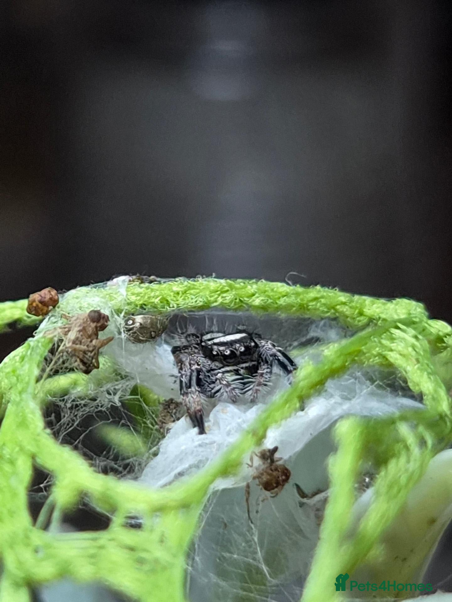 Spiders invertebrates Apalachicola Jumping spider - Advert 1
