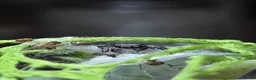 Spiders invertebrates for sale: Apalachicola Jumping spider - Advert 1