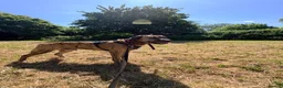 Mixed Breed dogs for stud: Mr Sunny  - Advert 16