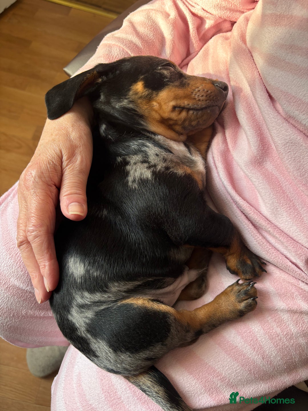 Mixed Breed dogs for sale: 1 year old Dashund x Jack Russel - Advert 5