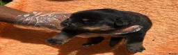 Rottweiler dogs for sale: Top quality kc reg Rottweiler pups german/serbian - Advert 8