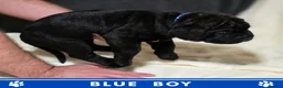 Cane Corso dogs for sale: ⭐️Cane Corso Pups⭐️Pure Championship Genes🏆 - Advert 8