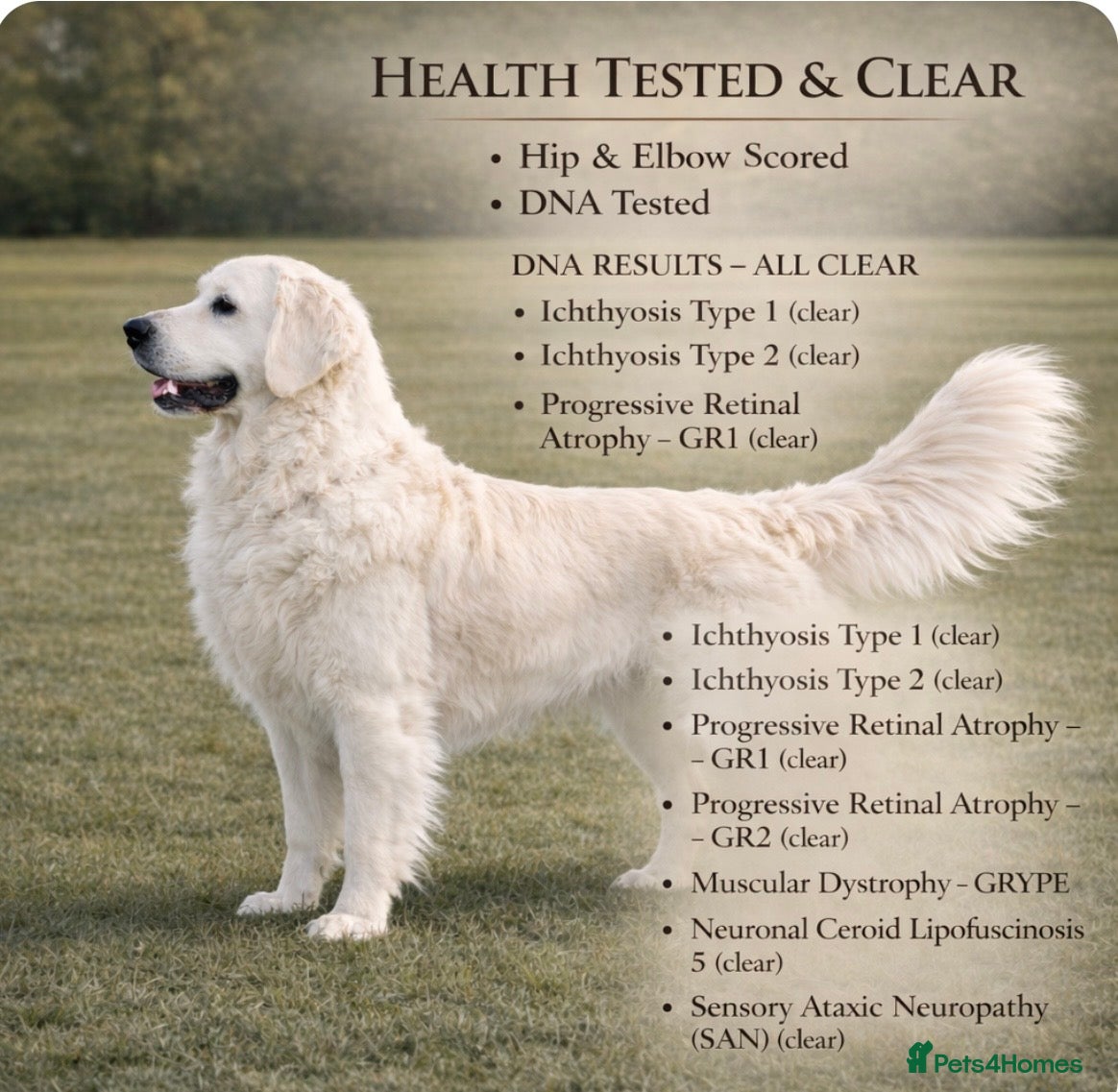 Golden Retriever dogs Bear -Now available for stud  - Advert 1