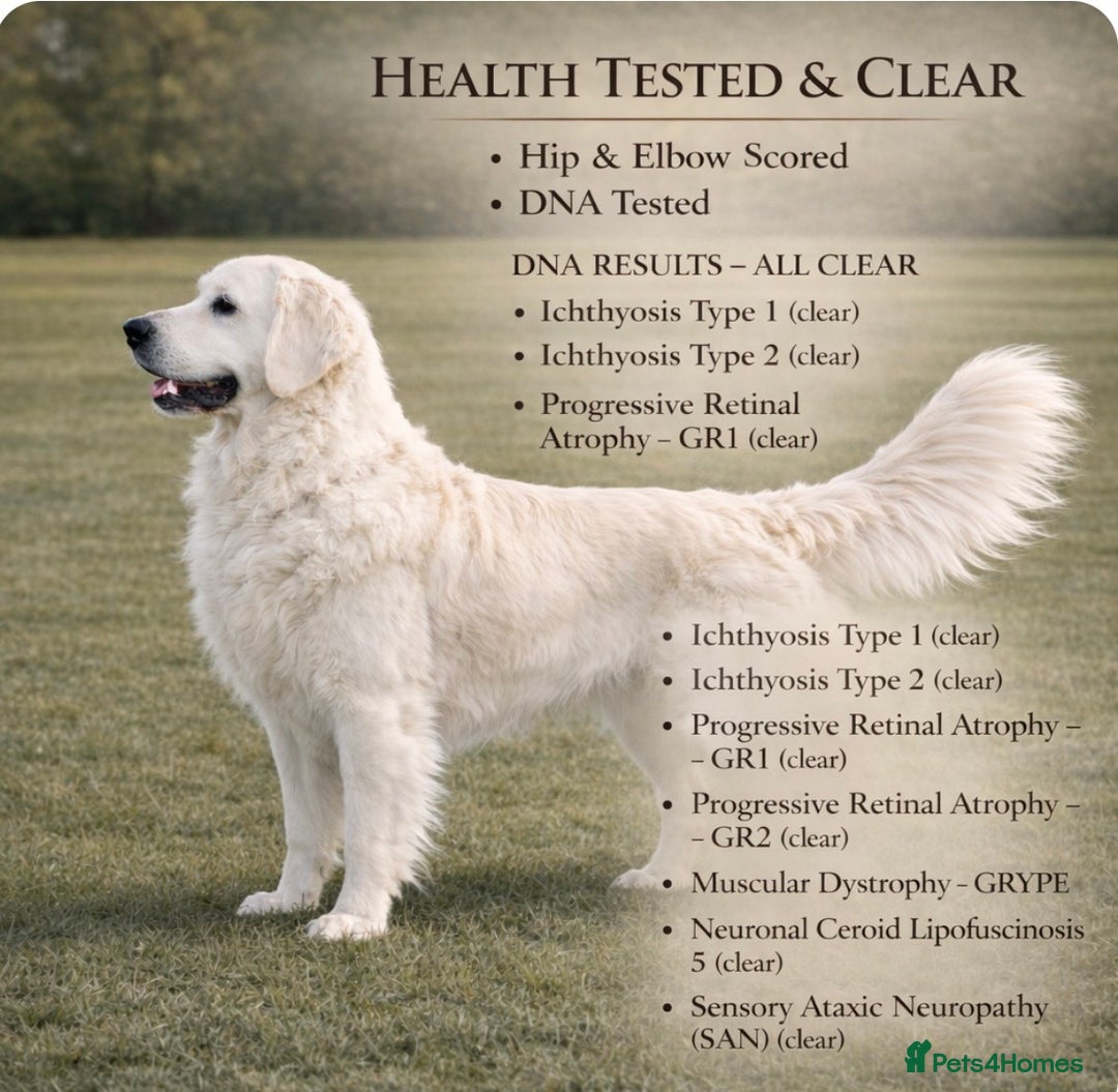 Golden Retriever dogs for stud: Bear -Now available for stud  - Advert 1