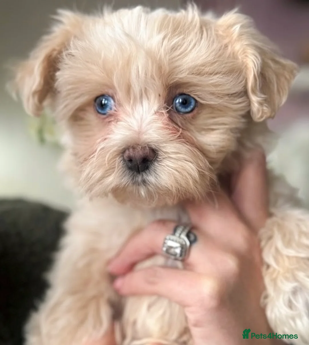 Maltipoo dogs for sale: Beautiful Blue Eyed boy Cookie Dough 🩵 - Advert 1