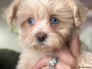Maltipoo dogs Beautiful Blue Eyed boy Cookie Dough 🩵 - Advert 5