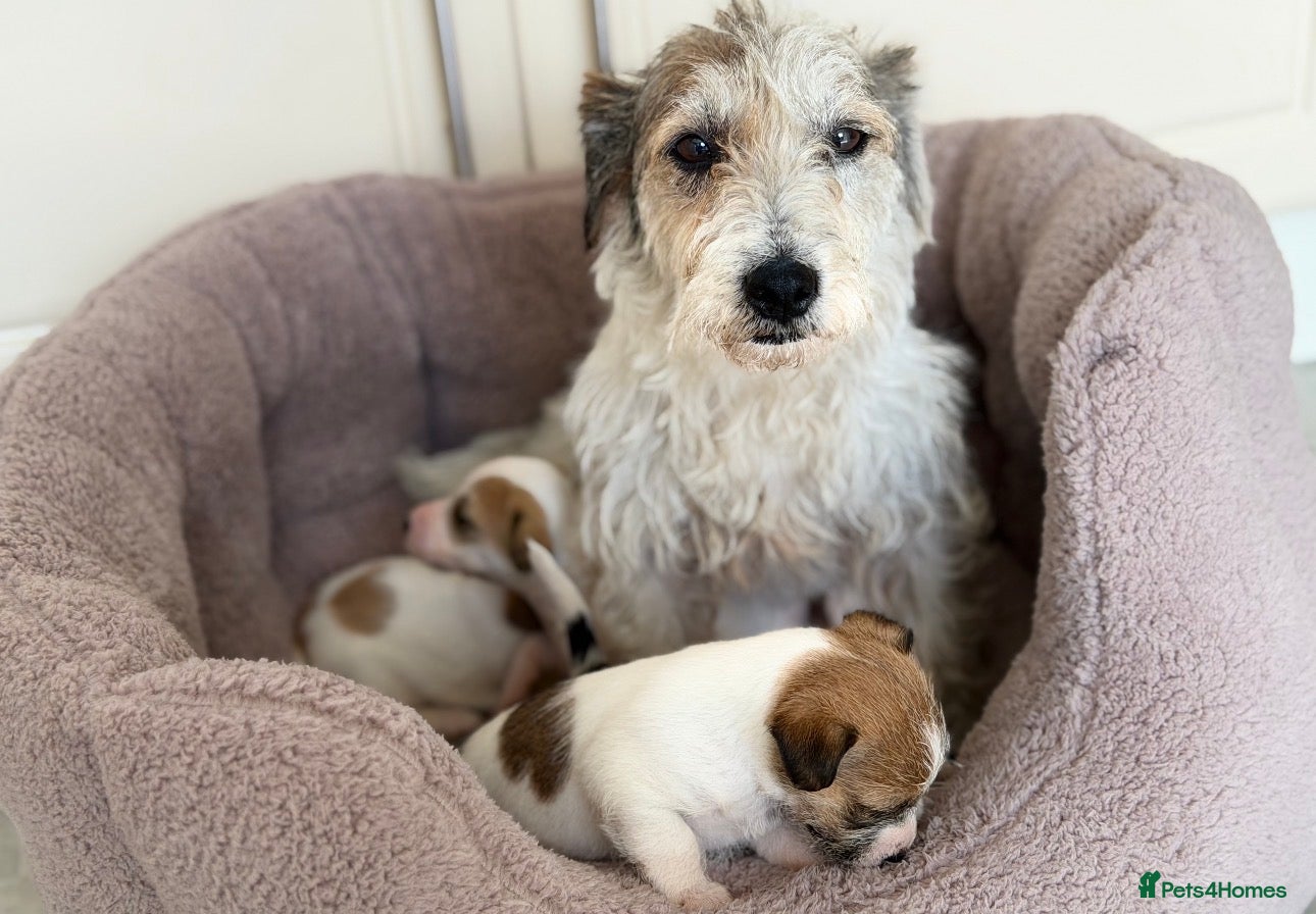 Jack Russell dogs Jack Russell puppys - Advert 4