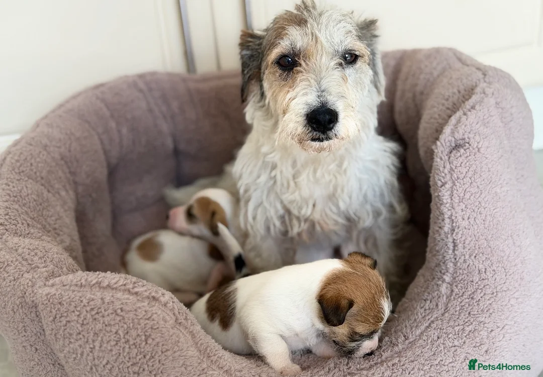 Jack Russell dogs for sale: Jack Russell puppys - Advert 1