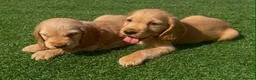 Cocker Spaniel dogs for sale: Show cocker puppies  - Advert 9