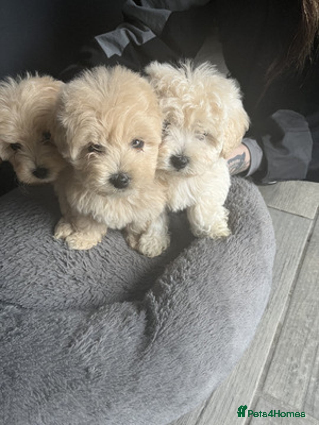 Maltipoo dogs for sale:  Adorable Maltipoo puppies for sale  - Advert 3