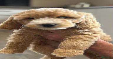 Goldendoodle dogs - Advert 4
