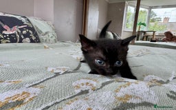 Bengal cats for sale: Bengal kittens 4 pure bangals 5 bengal x kittens - Image 9