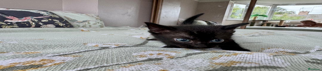 Bengal Kitten 4