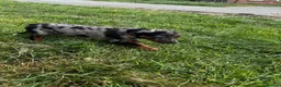 Beauceron dogs for sale: 🌟Merdelaine Beaucerons🌟extensively tested litter - Advert 15