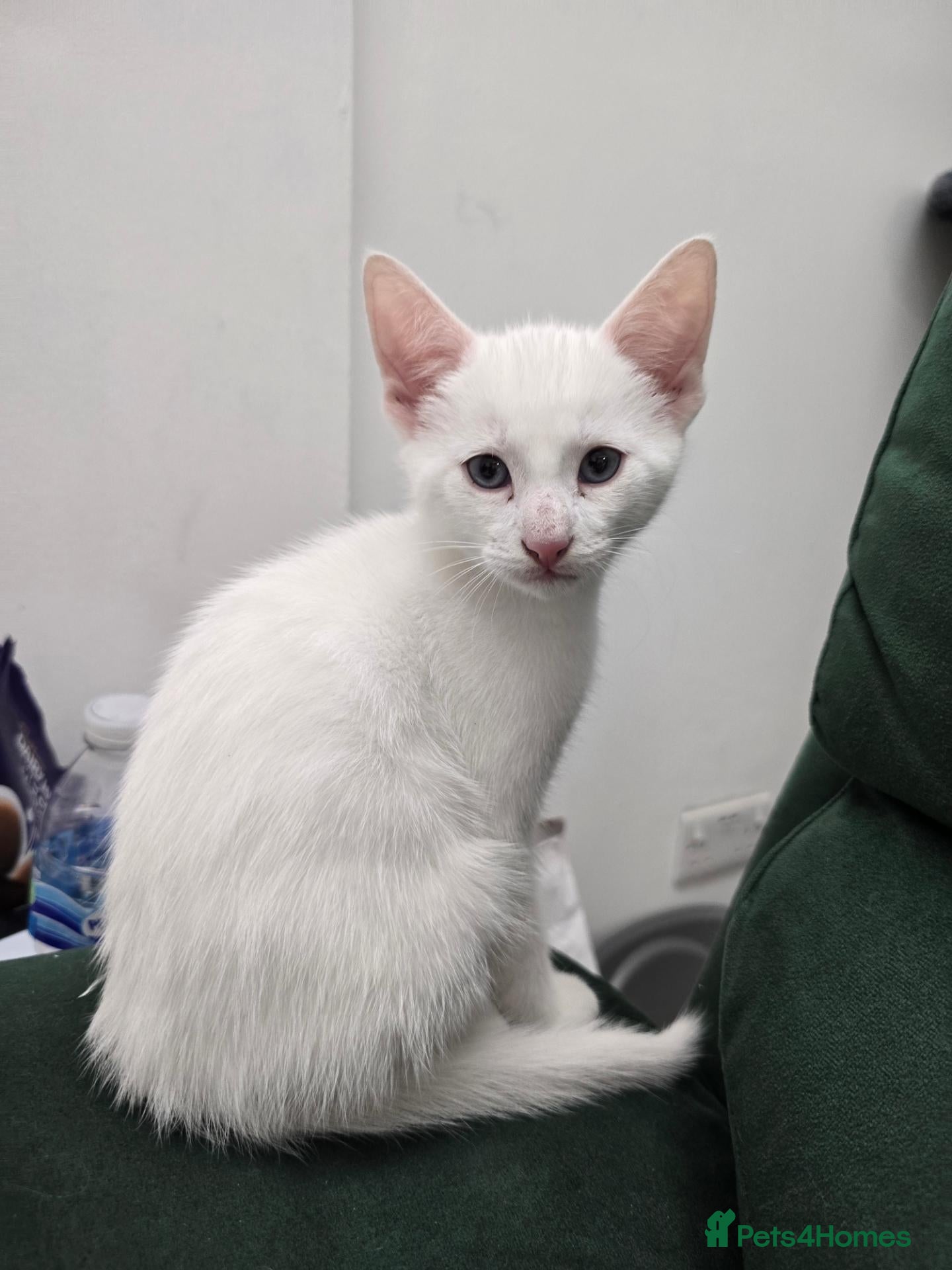 Domestic Shorthair cats White Kitten for Potential Sale PLEASE READ - Advert 2