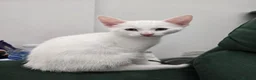 Domestic Shorthair cats for sale: White Kitten for Potential Sale PLEASE READ - Advert 1