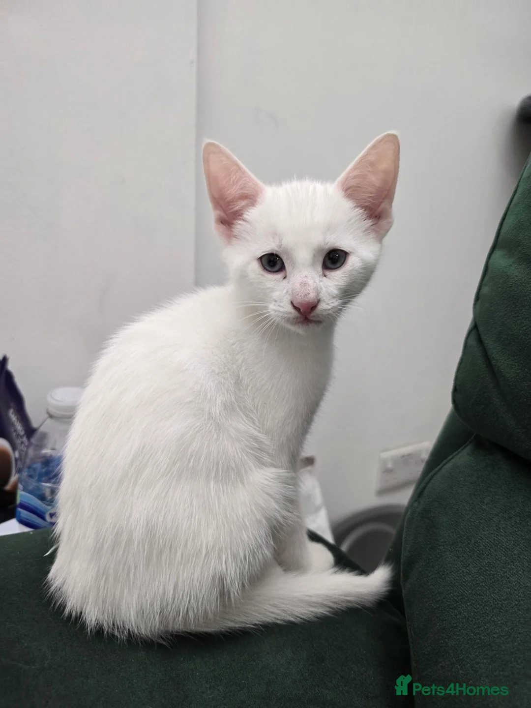 Domestic Shorthair cats for sale: White Kitten for Potential Sale PLEASE READ - Advert 1