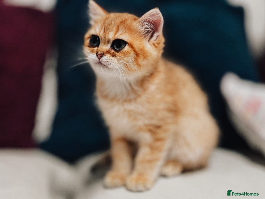 British Shorthair cats for sale:  **   ** : BSH Golden champion lines - Advert 6