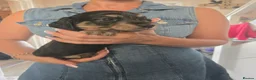 Miniature Dachshund dogs for sale: Miniature Dachshunds - Advert 27