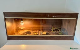 Skink reptiles for sale: Blue Tongued Skink + Vivarium & Accessories - Image 6