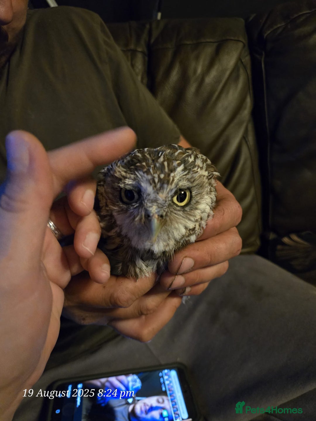 Mixed Breed birds for sale: Little owl  - Image 1
