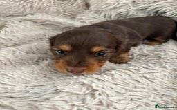 Miniature Dachshund dogs for sale: Long haired mini male dachshunds pups KC reg  - Image 22