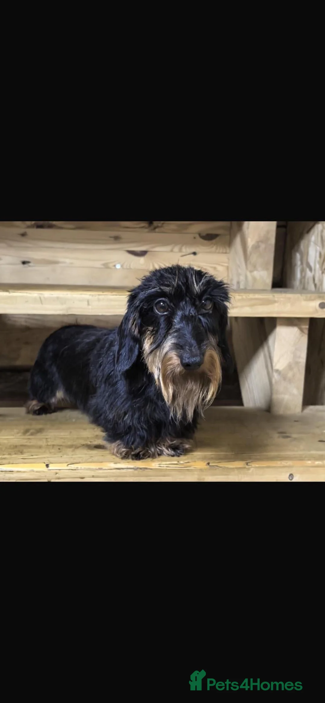 Miniature Dachshund dogs for sale: Health Clear wire hair mini dachshund puppies  - Advert 4