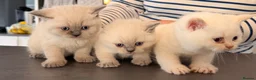 British Shorthair cats for sale: GCCF BRITISH SHORTHAIR KITTENS - Advert 3