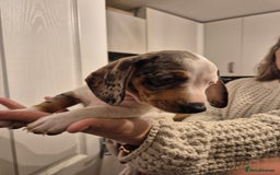 Miniature Dachshund dogs for sale: miniature daschund from £1200 - £1000 - Image 3