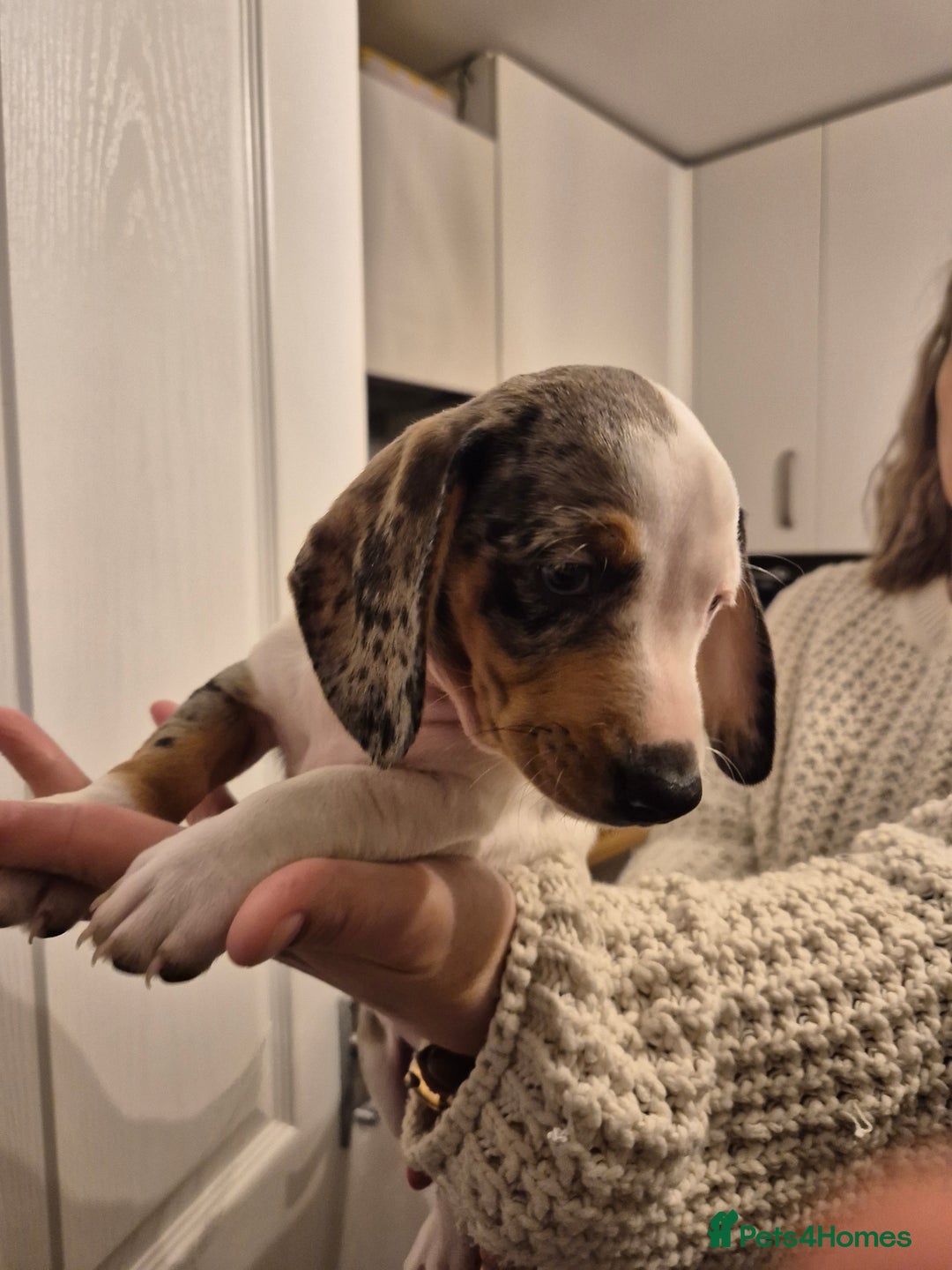 Miniature Dachshund dogs for sale: miniature daschund from £1200 - £1000 - Image 3