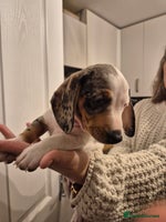 Miniature Dachshund dogs - Advert 7