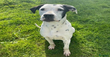 Mixed Breed dogs in London - Advert 10